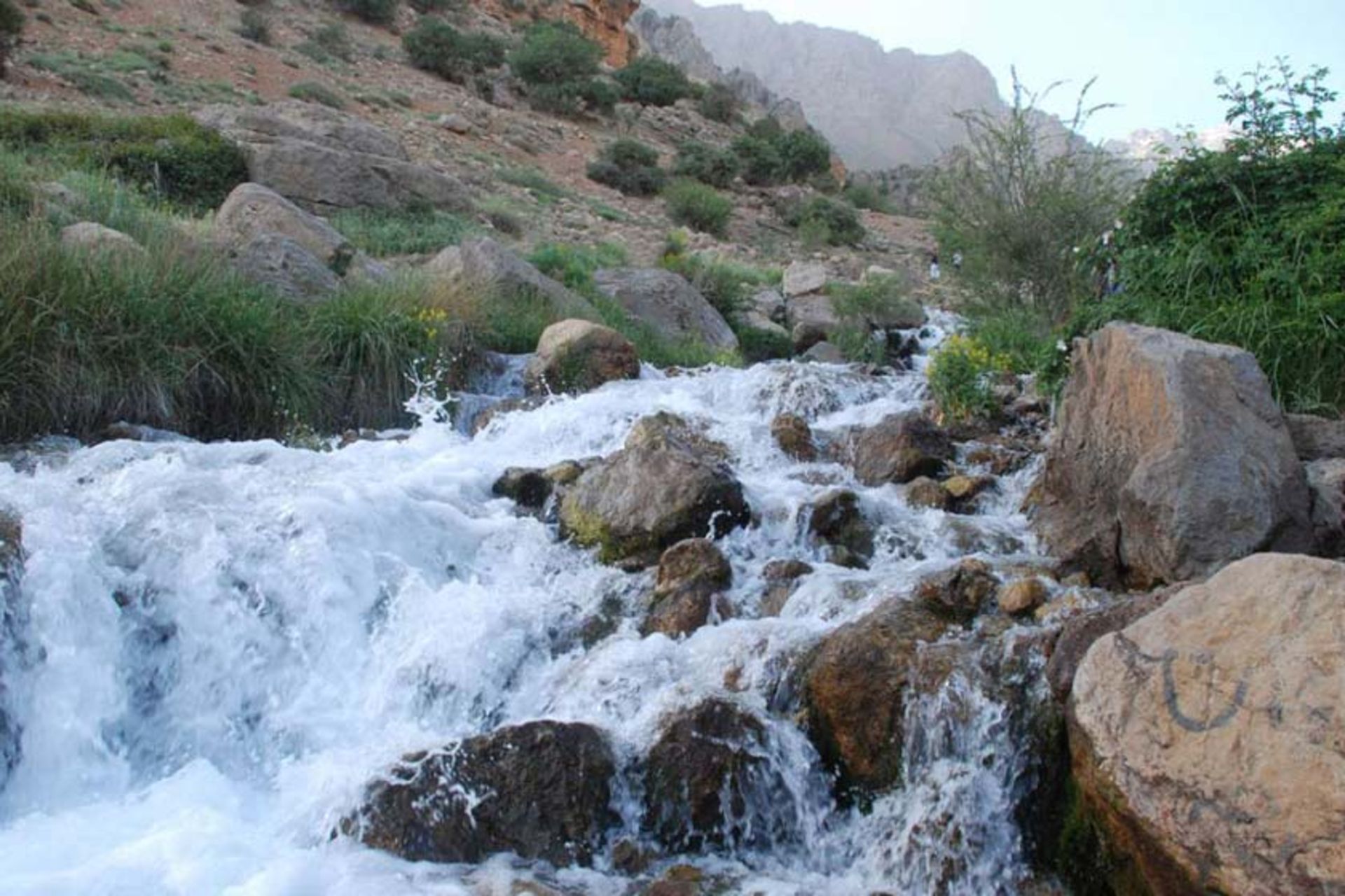 چشمه میشی