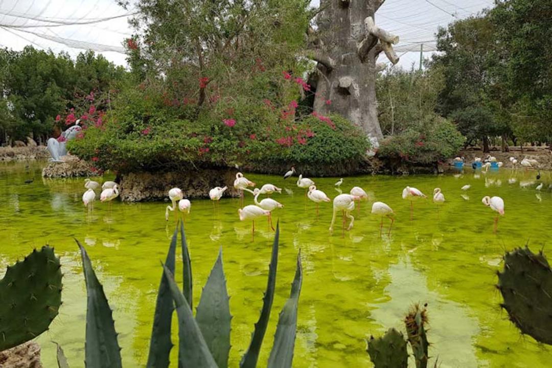 باغ پرندگان
