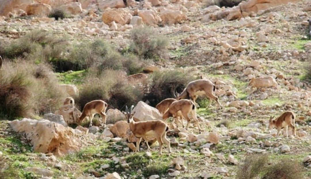 بز در منطقه حفاظت شده چهل پا