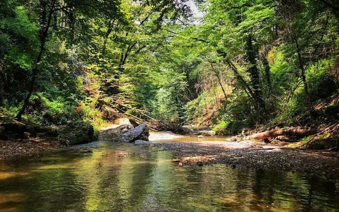طبیعت سرسبز اطراف تجن