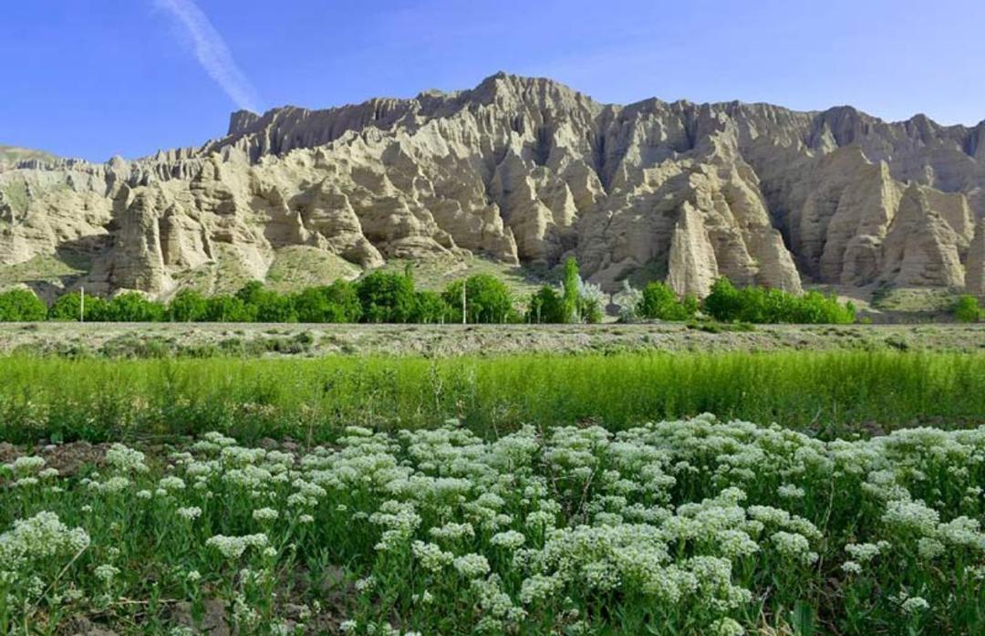 دشت پر از گل های سفید در جوار کوهستان های اطراف سیمین دشت