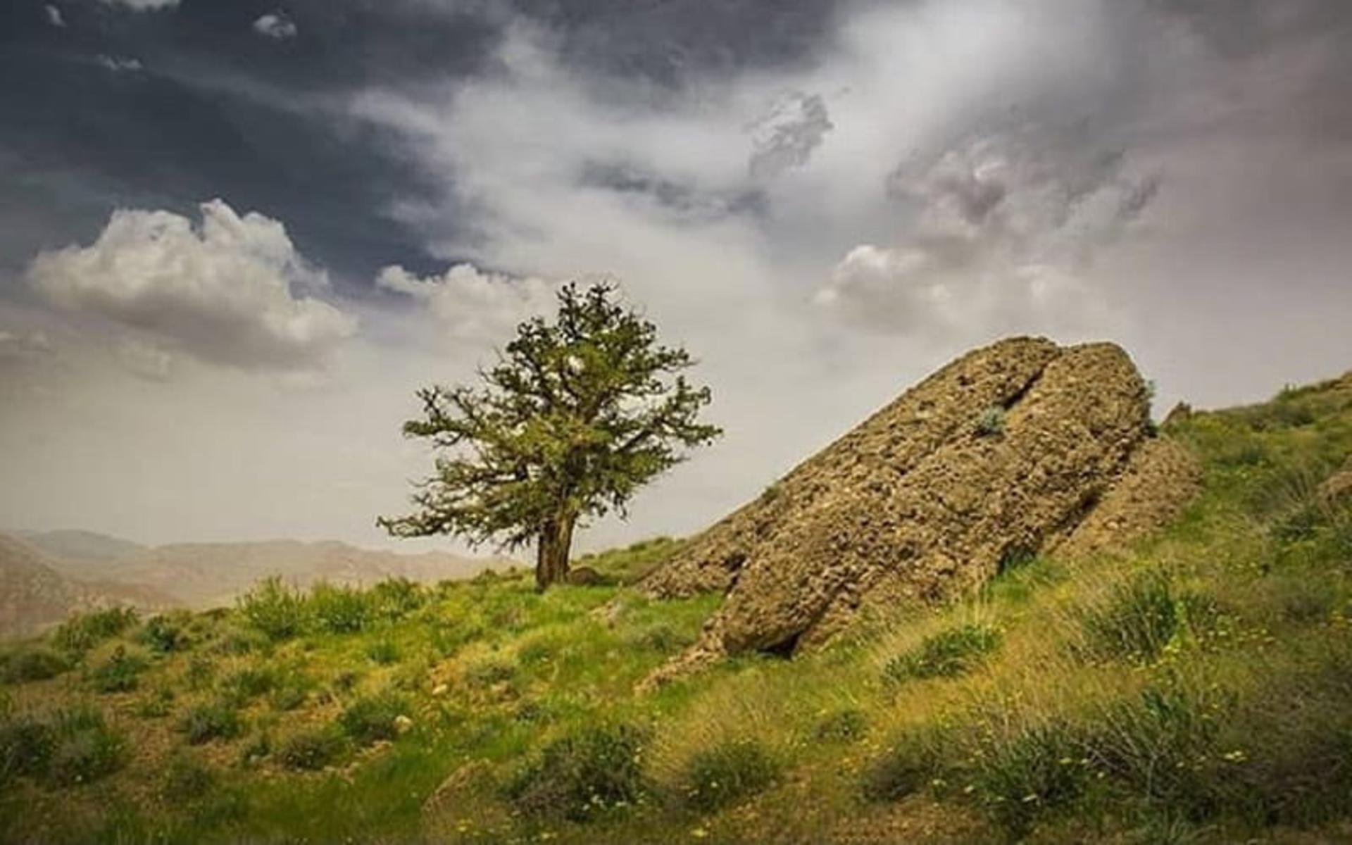 درخت سرسبز در دامنه کوه هاس سیمین دشت