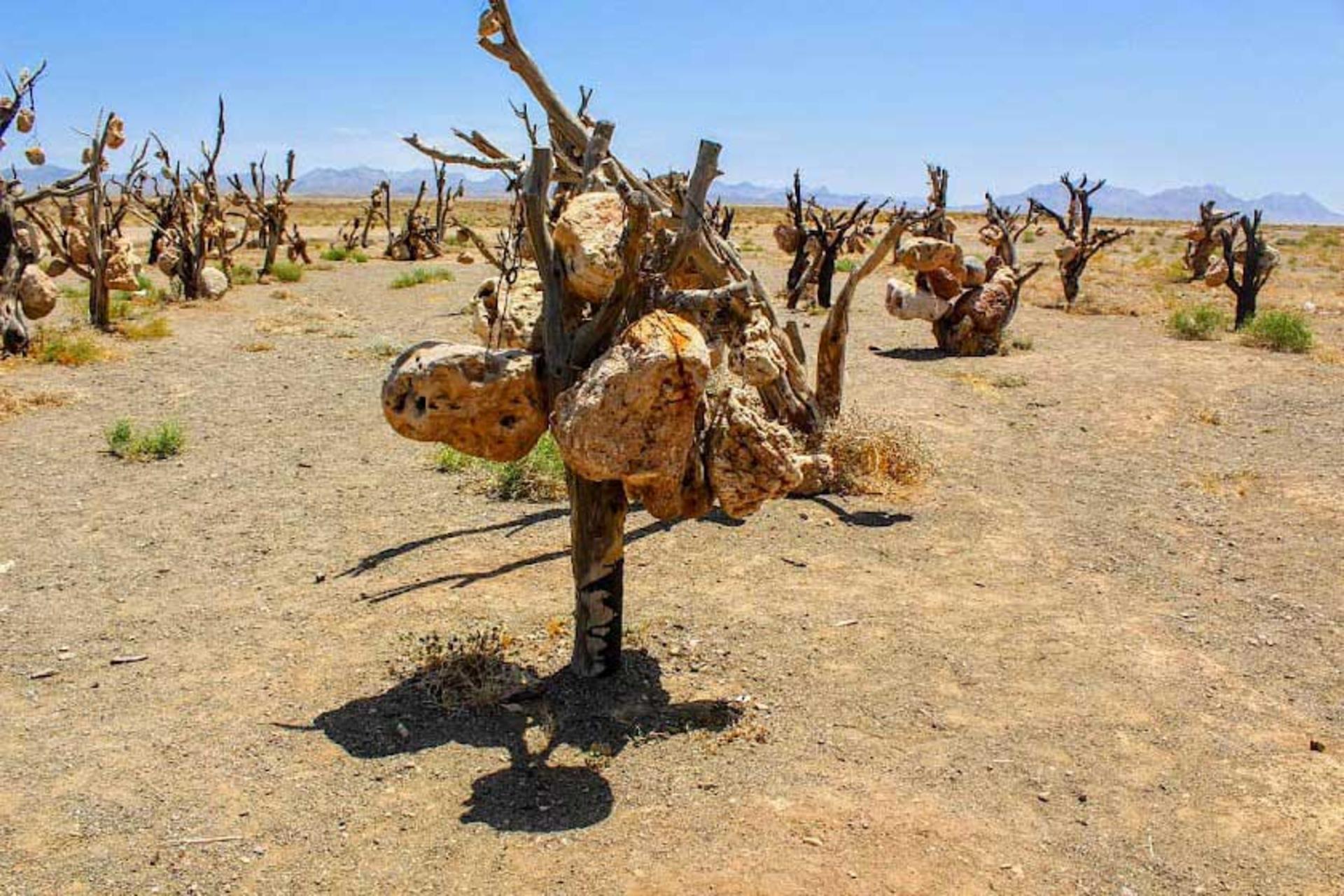 میوه‌های سنگی درختان باغ سنگی سیرجان
