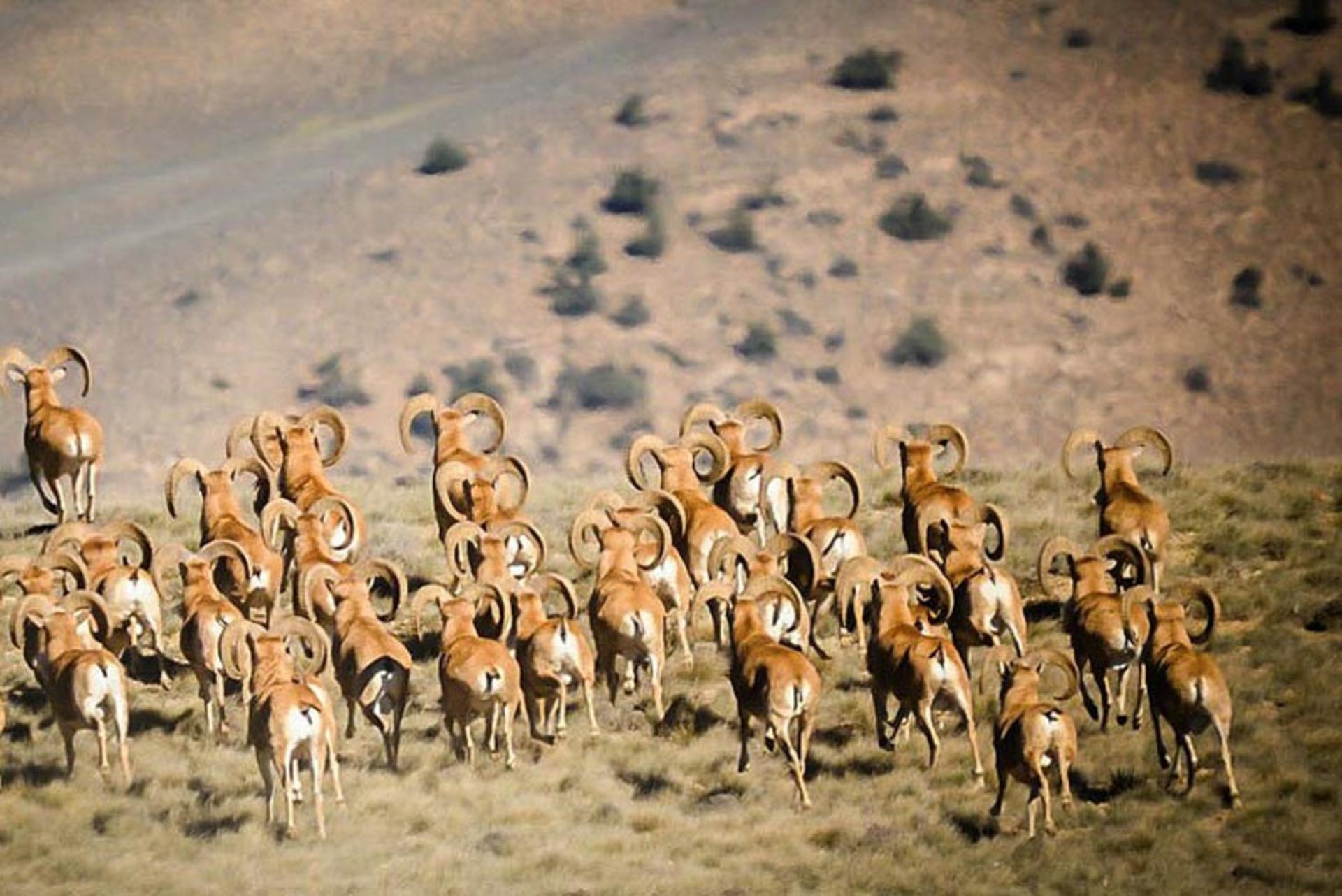 پارک ملی خبر کرمان