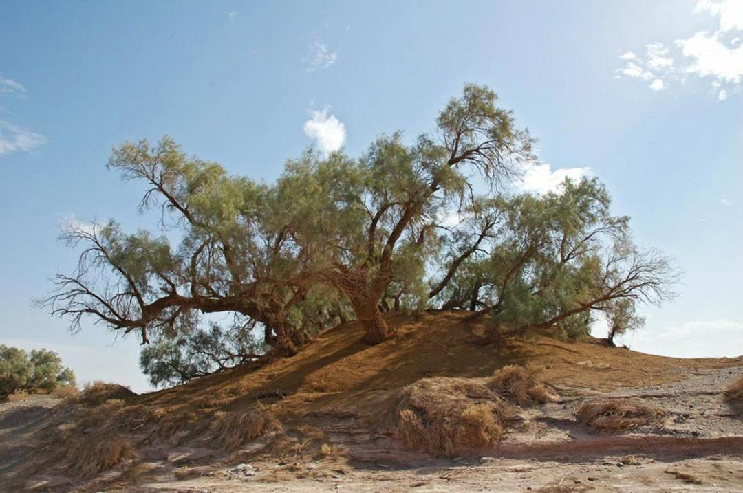 نبکایی در کویر کلوت شهداد