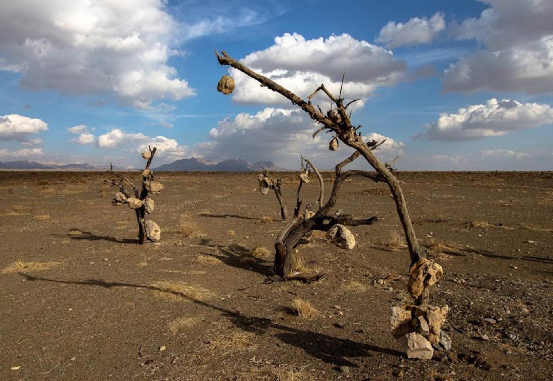 سنگ‌های آویخته بر درختان استوار باغ سنگی سیرجان