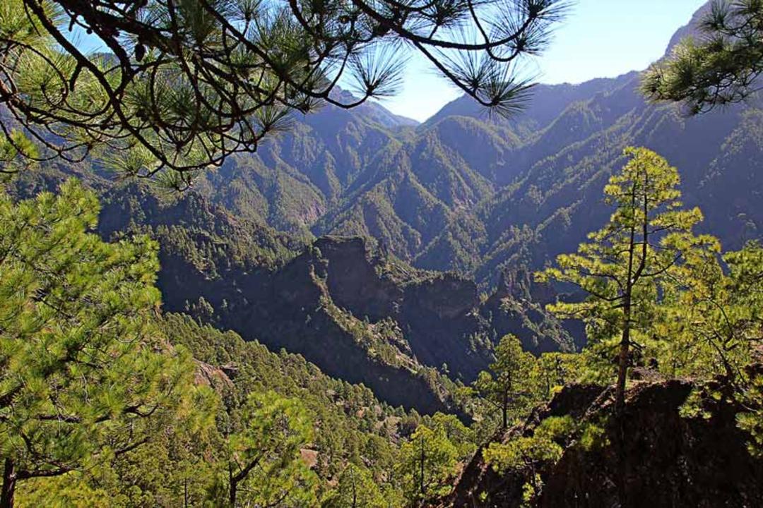 طبیعت سرسبز در جوار کوهستان های پردرخت پارک ملی تابورینته جزایر قناری 