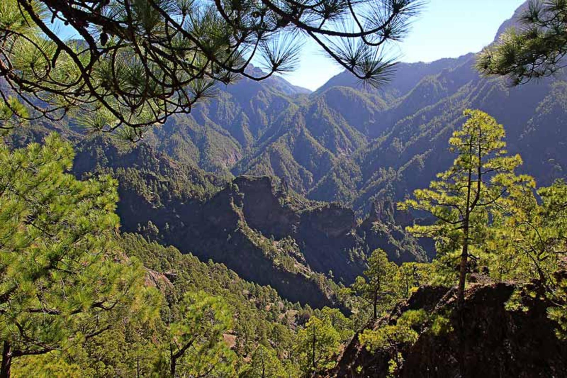 طبیعت سرسبز در جوار کوهستان های پردرخت پارک ملی تابورینته جزایر قناری 
