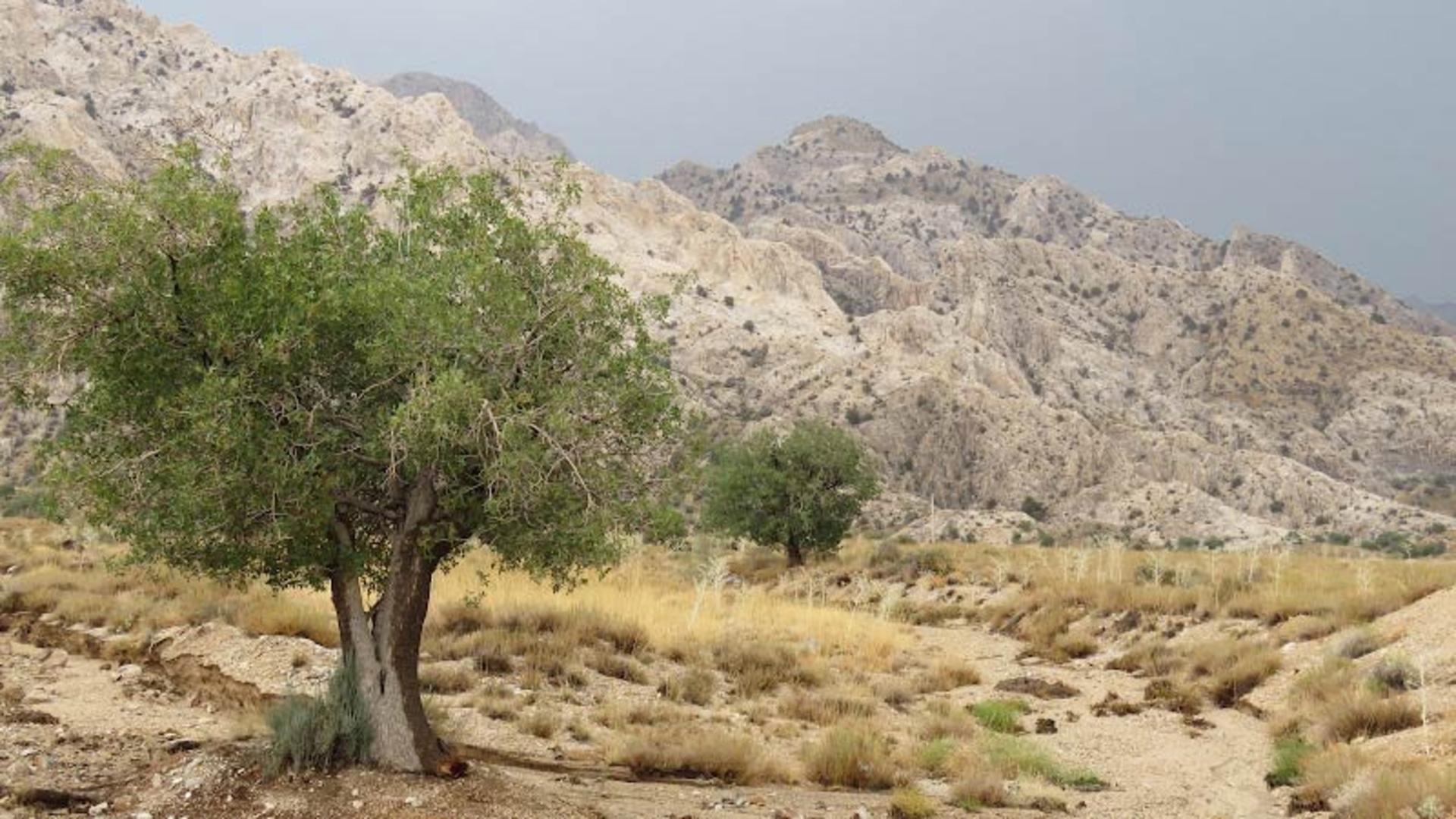 پارک ملی خبر کرمان