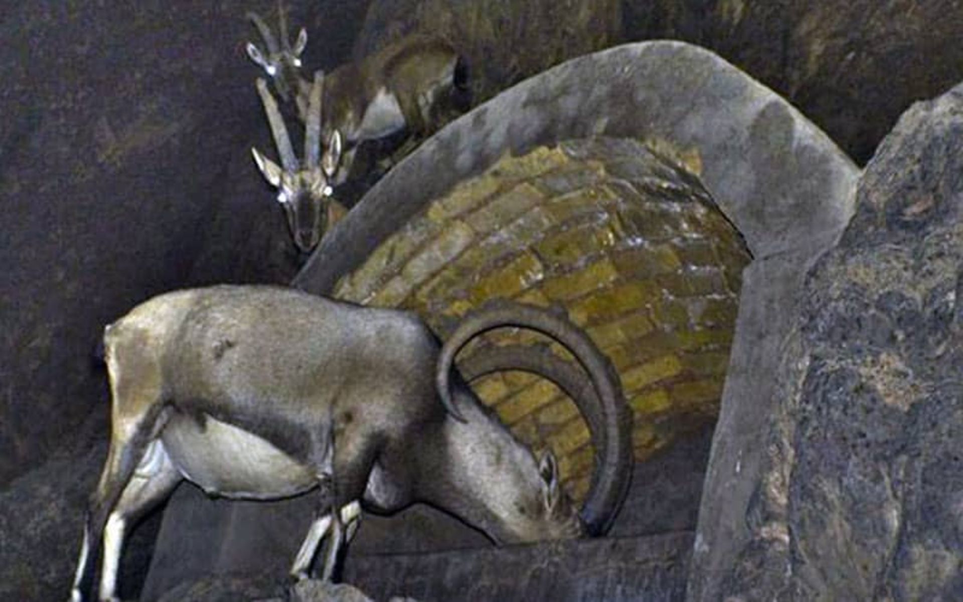 پارک ملی سیاه کوه