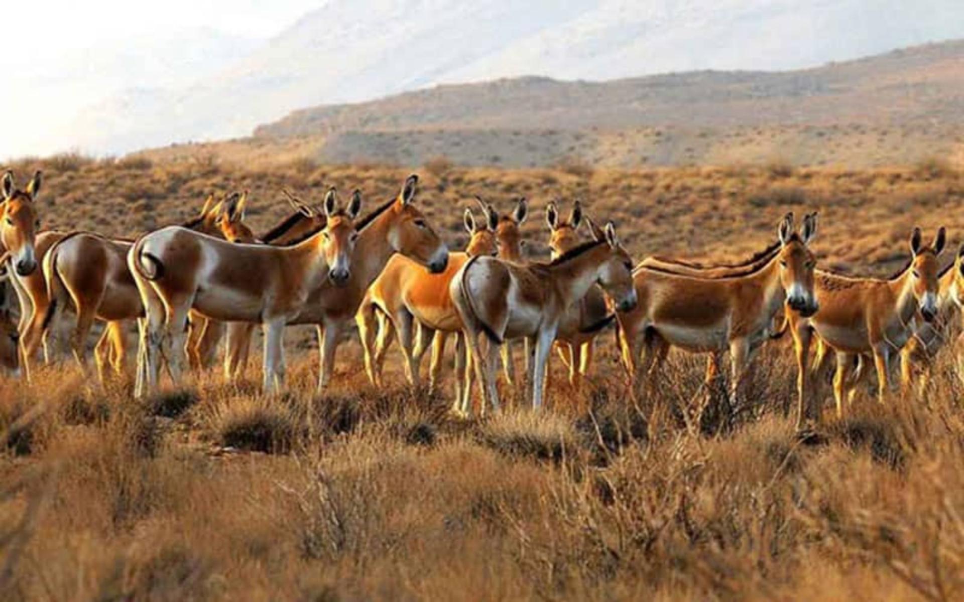 منطقه حفاظت‌ شده کالمند بهادران