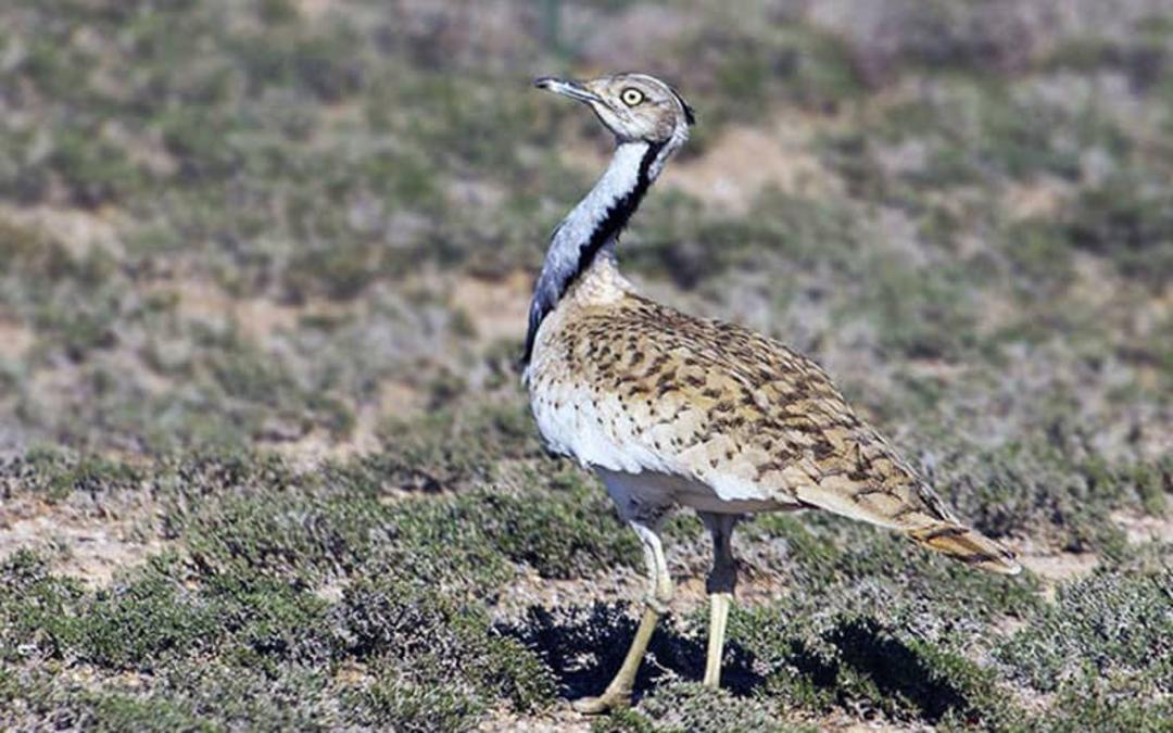 پارک ملی سیاه کوه