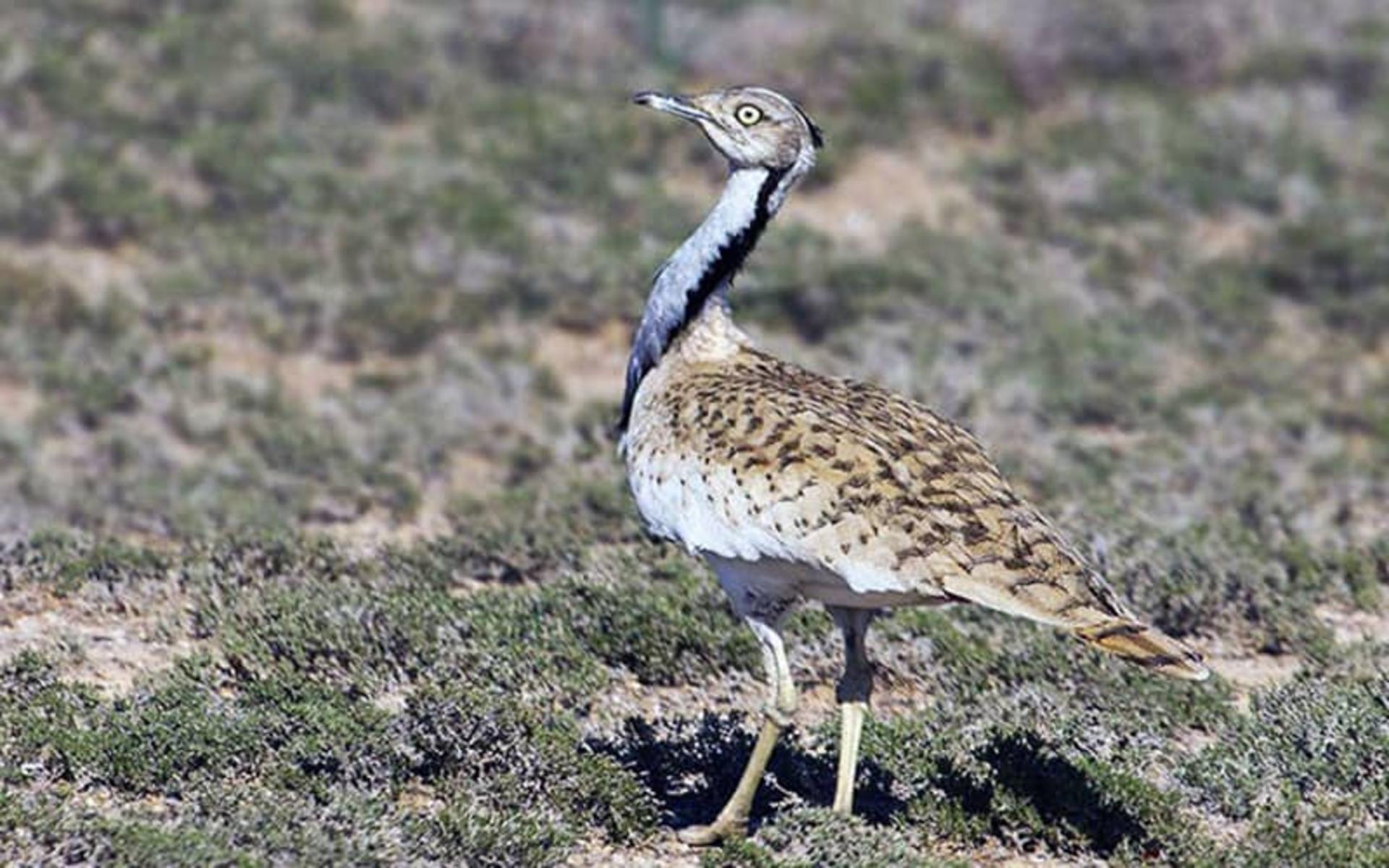 پارک ملی سیاه کوه