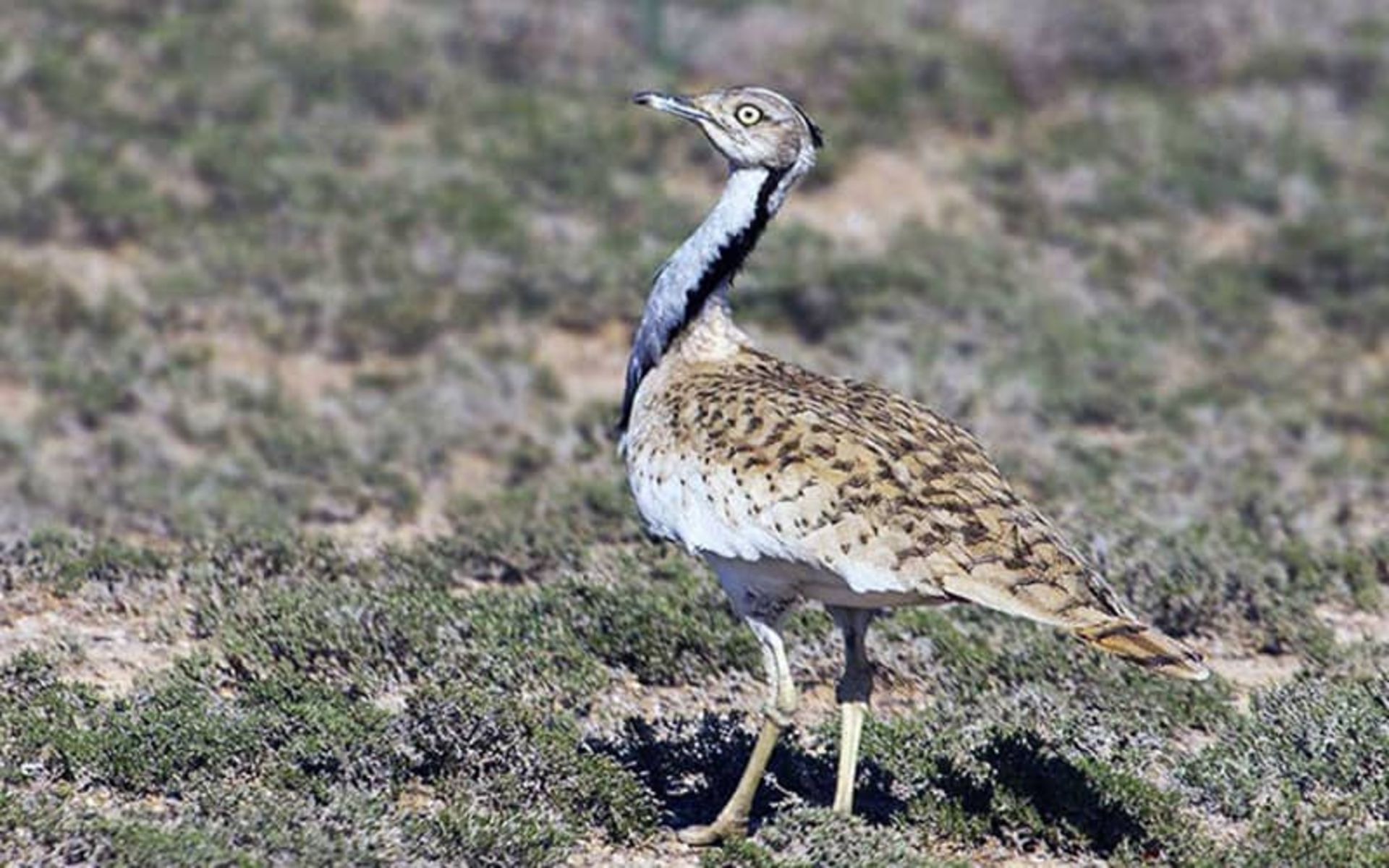 پارک ملی سیاه کوه