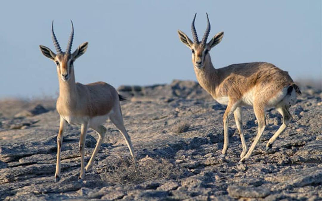 پارک ملی سیاه کوه