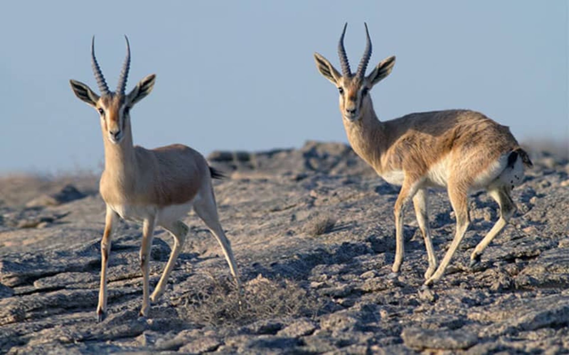 پارک ملی سیاه کوه