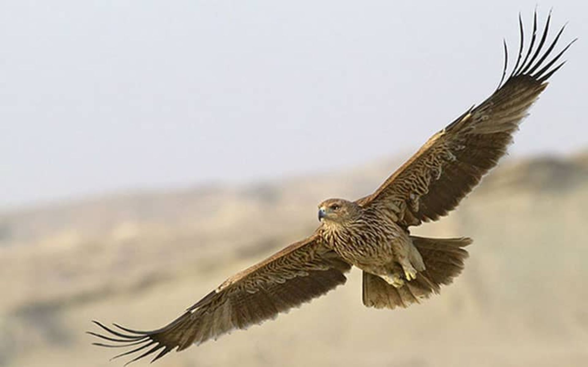 پارک ملی سیاه کوه