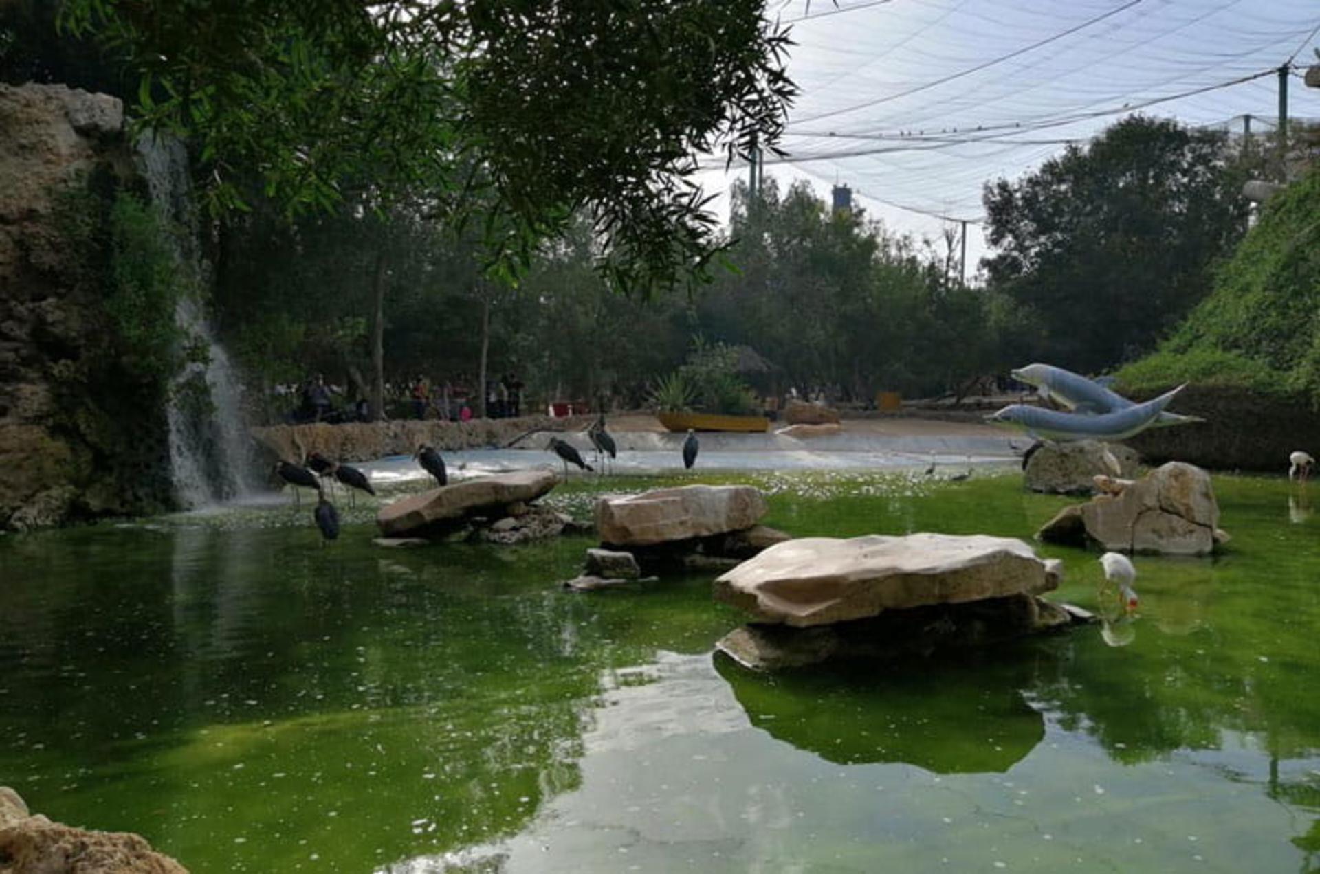 استخر مصنوعی باغ پرندگان در پارک دلفین های کیش