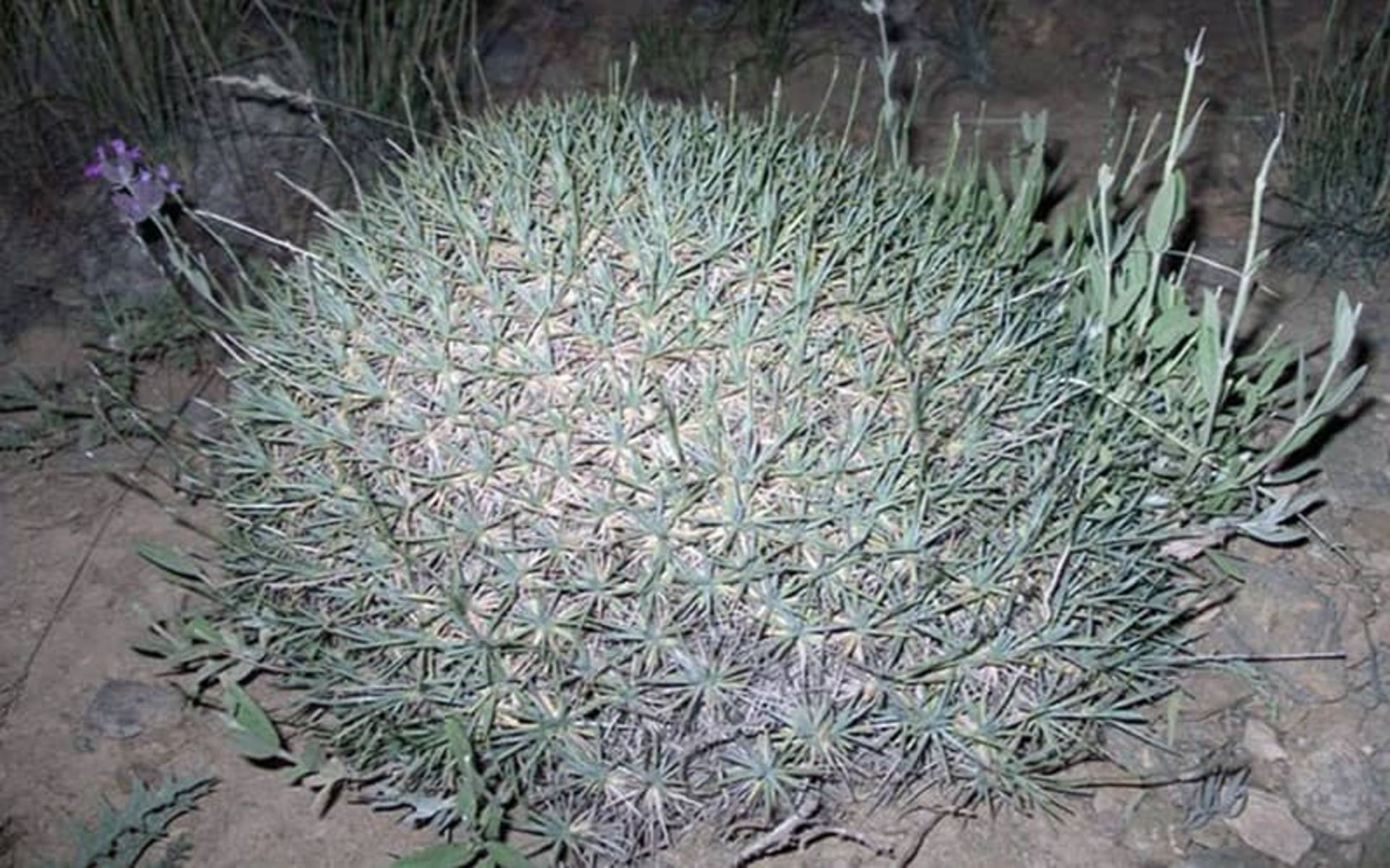 پارک ملی سیاه کوه