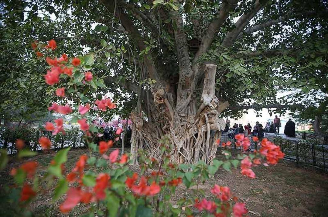 محدوده اطراف درخت انجیر معابد کیش