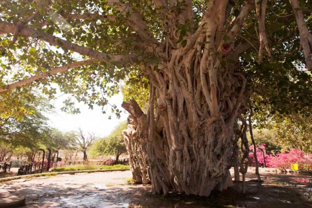 نمایی از درخت سبز کیش در روز