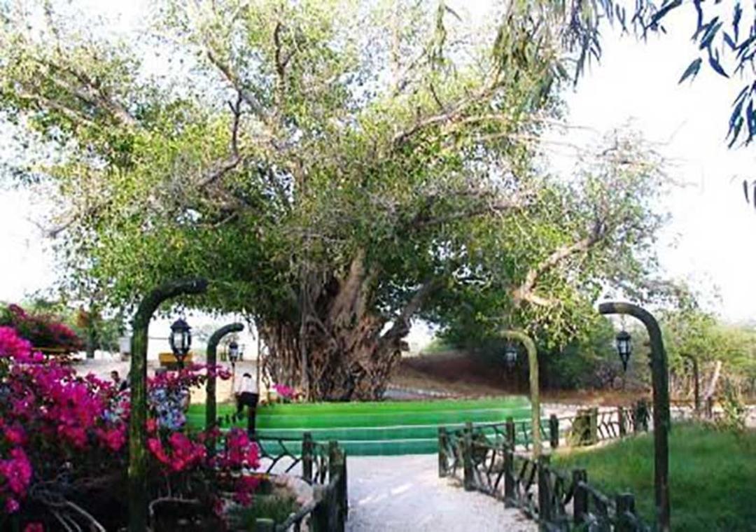 مسیر منتهی به درخت سبز