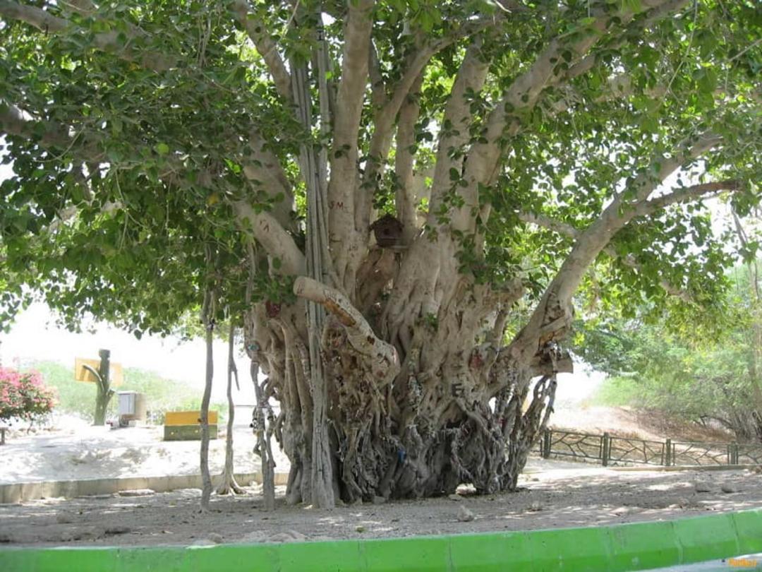 درخت انجیر معابد قشم