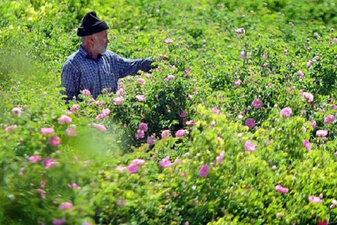 جشنواره گل محمدی گنبرف
