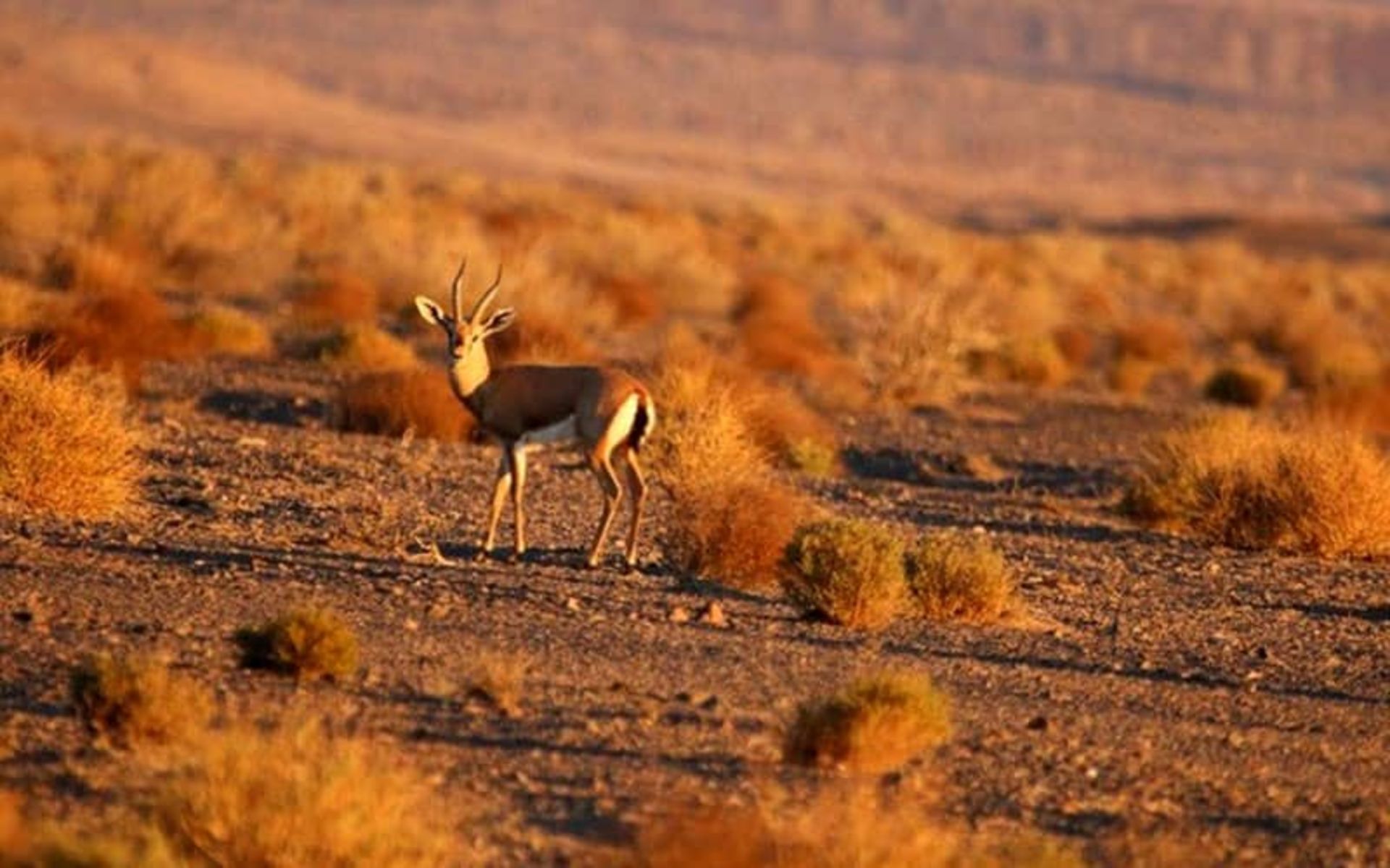 پارک ملی سیاه کوه