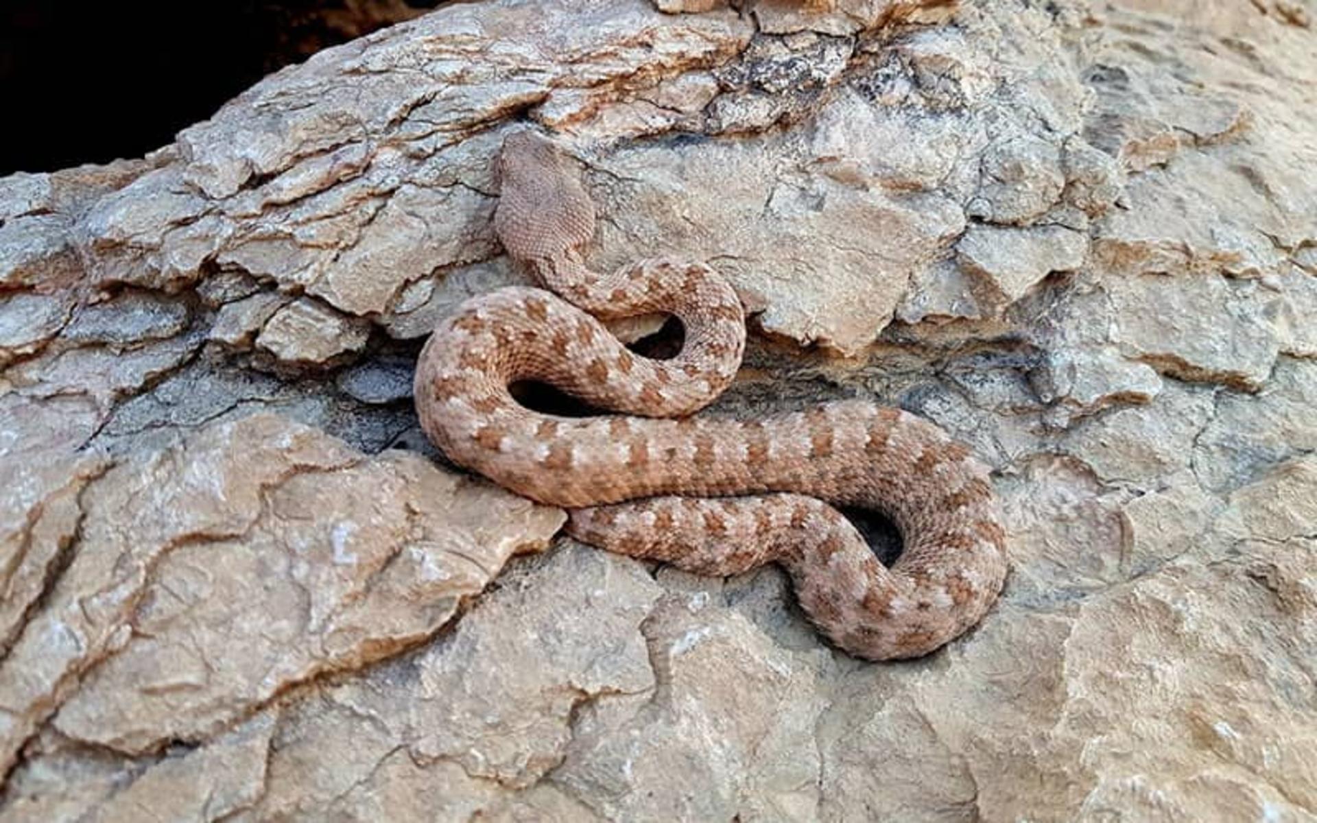 کویر سیاهکوه