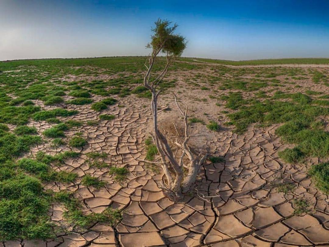 تک درختی در میان تالابی خشکیده