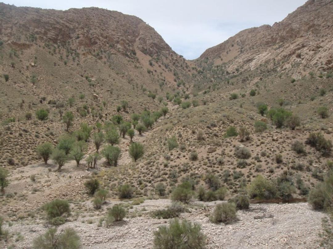 درختچه های کوتاه در جنگل سنو