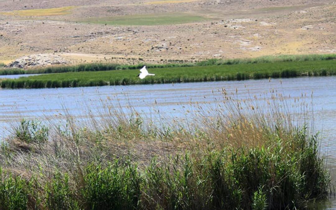 پرواز پرنده مهاجر برفراز تالاب بیشه دالان