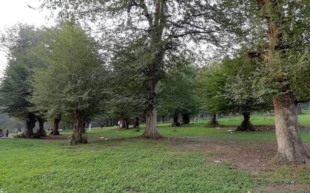 درختان تنومند جنگل شیاده