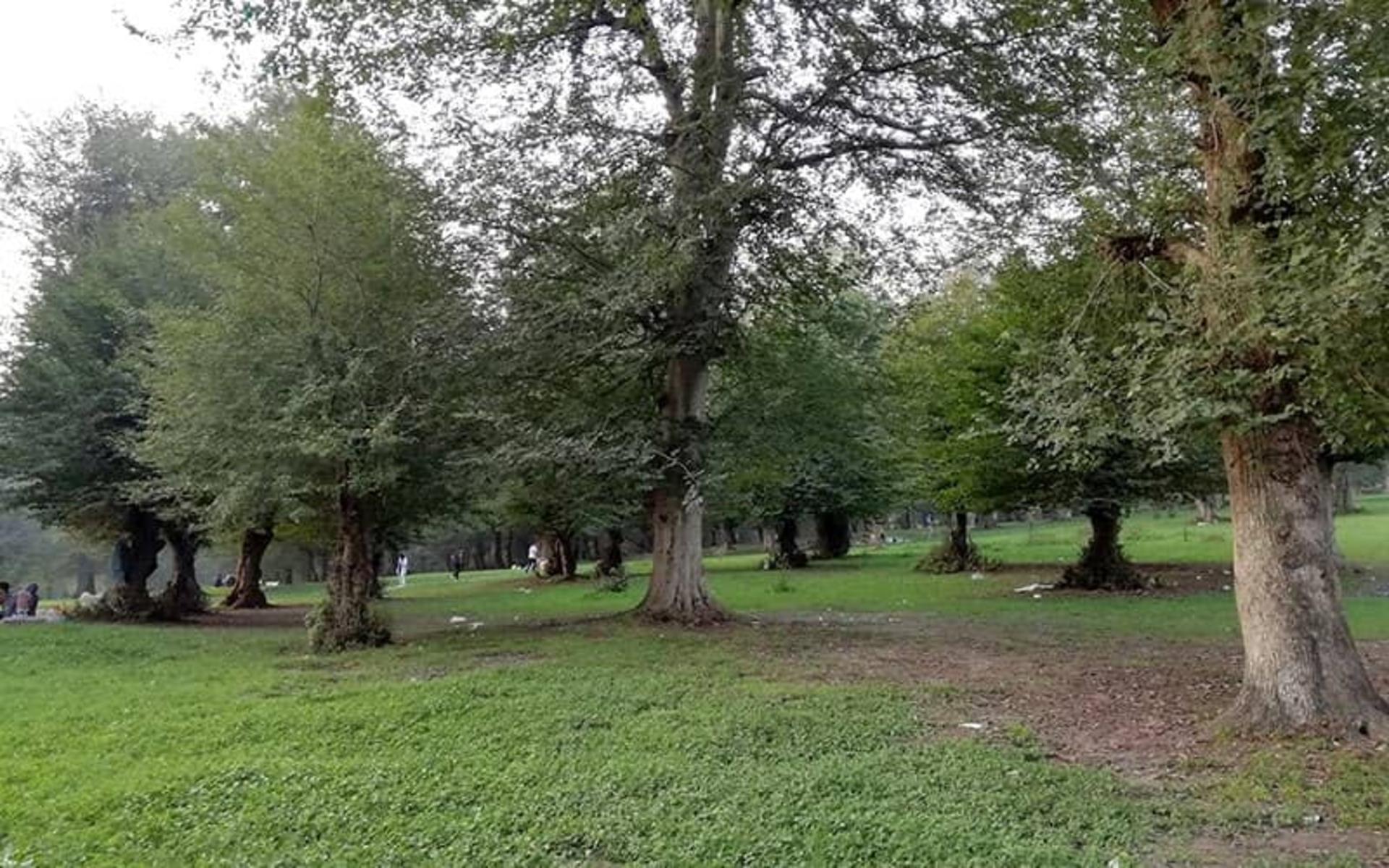 درختان تنومند جنگل شیاده