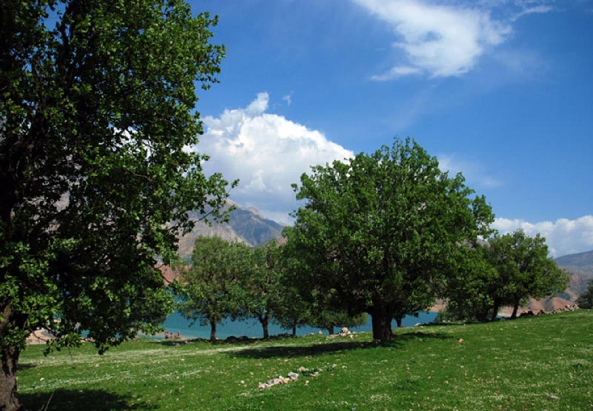 نمایی از طبیعت زیبای دشت هلن با درختان سرسبز