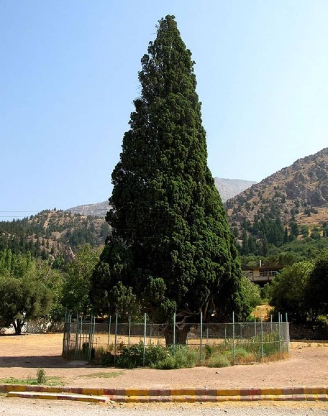 سرو هرزویل