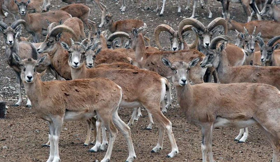 باغ‌وحش پارک چیتگر