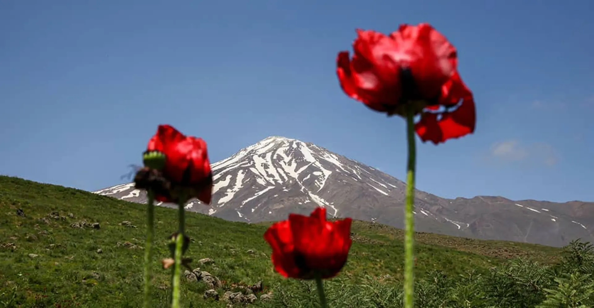 گل‌های شقایق دشت لار