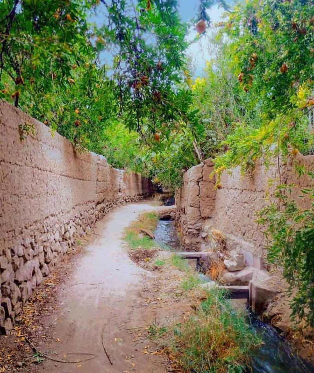 تصویری از داخل کوچه باغ های روستای ده بالا در یزد