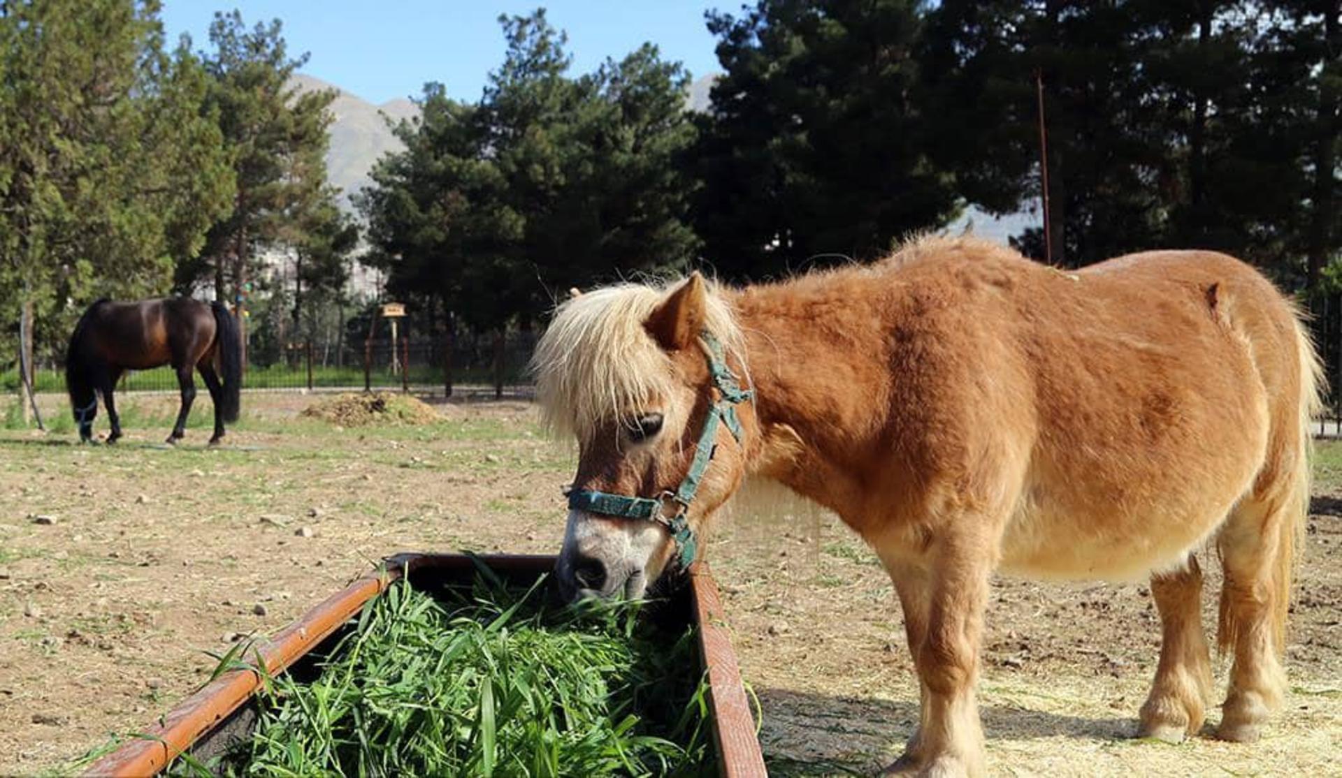 اسب باغ‌وحش باغ راز هستی چیتگر