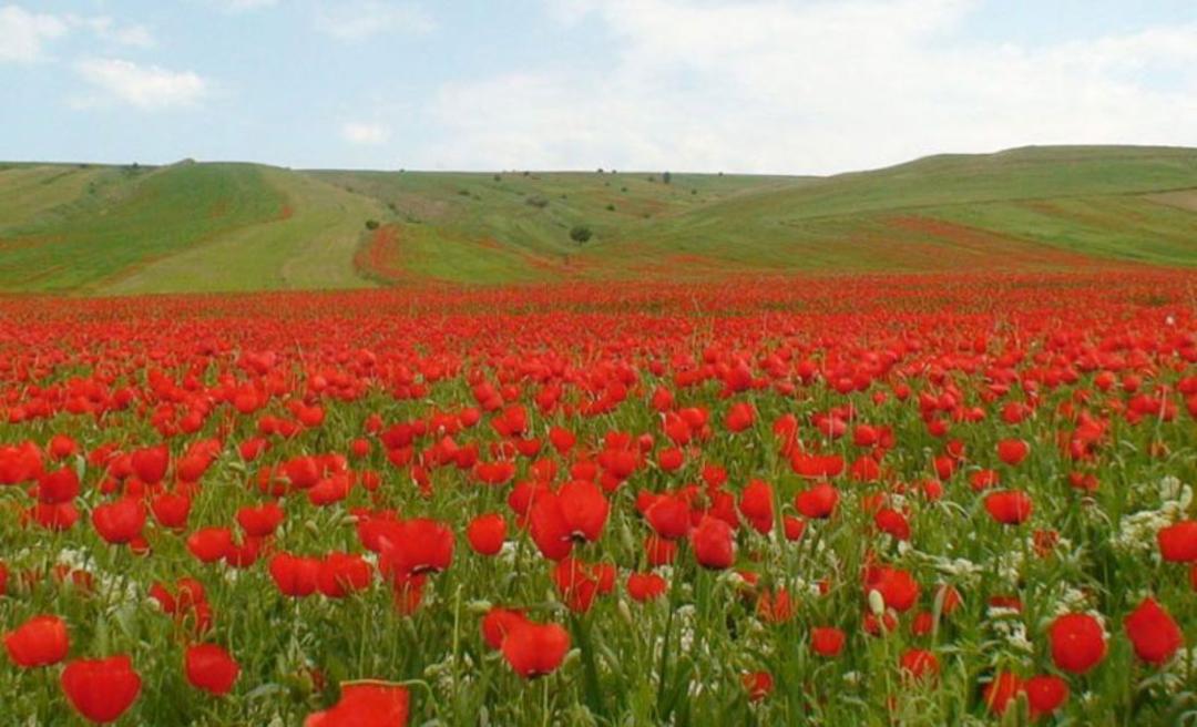 لاله های واژگون دشت ارژن در اردیبهشت ماه