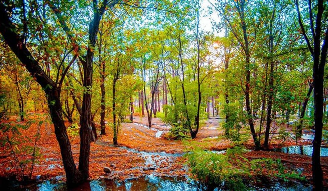 بوستان جنگلی چیتگر در فصل پاییز