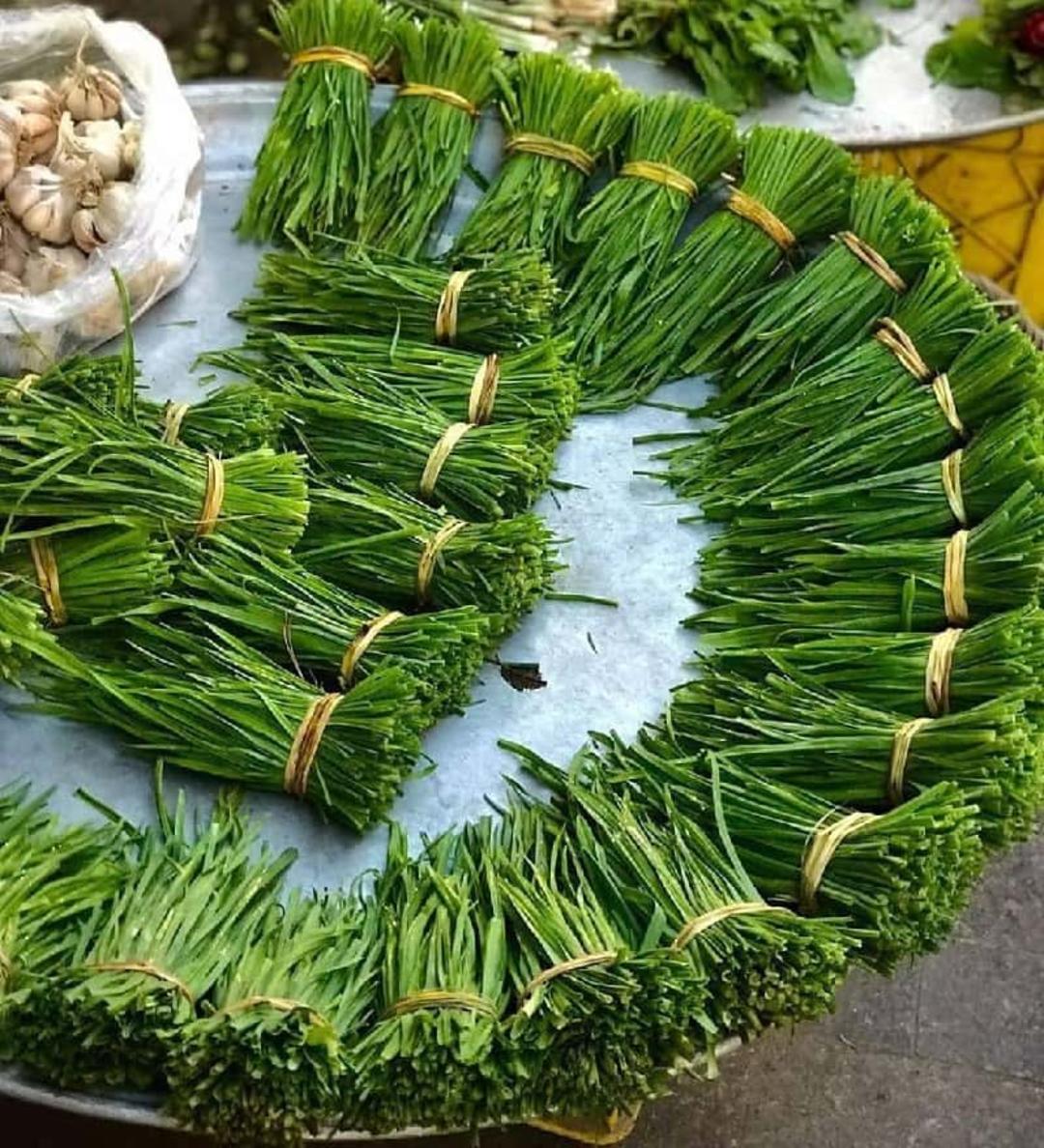برگ سیر