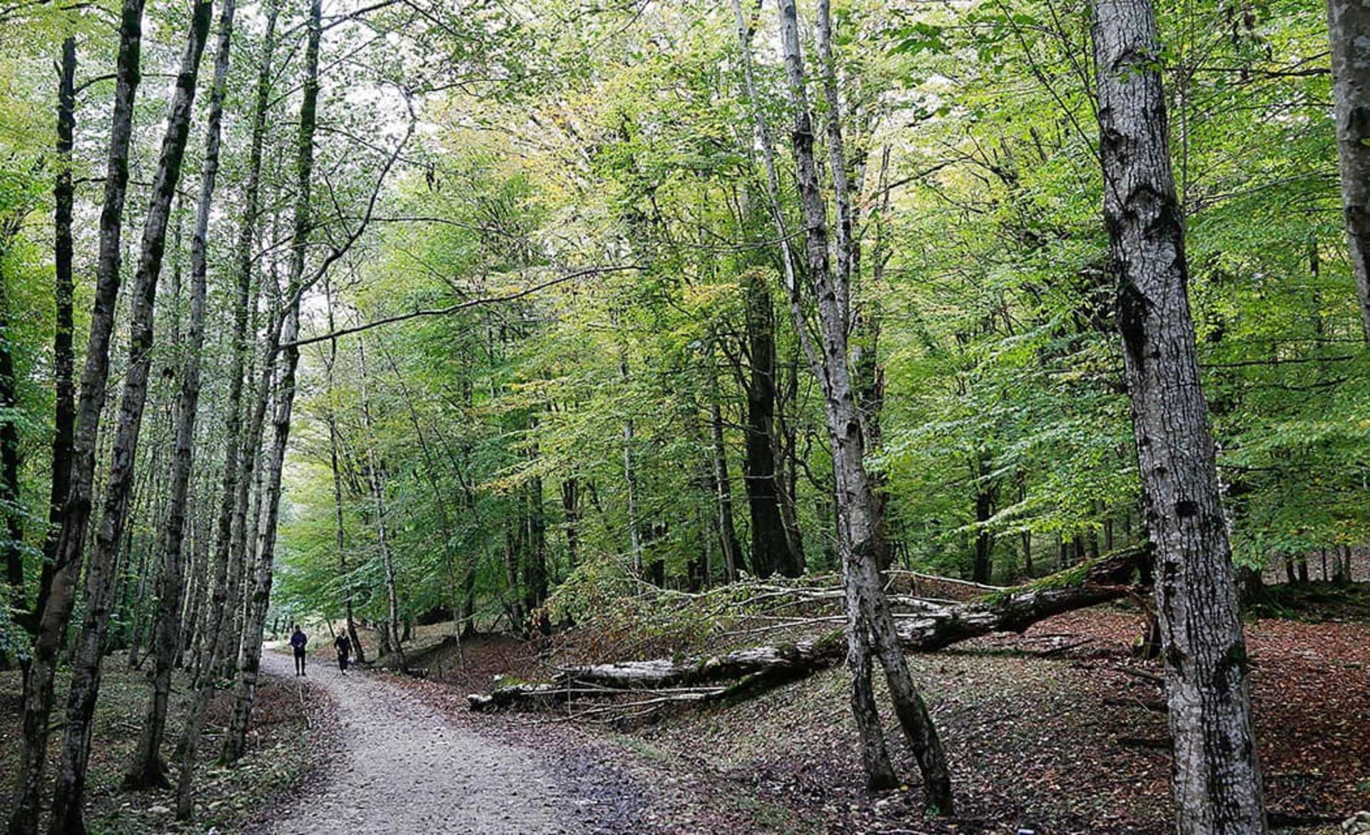 مسیر جنگلی مرداب هسل