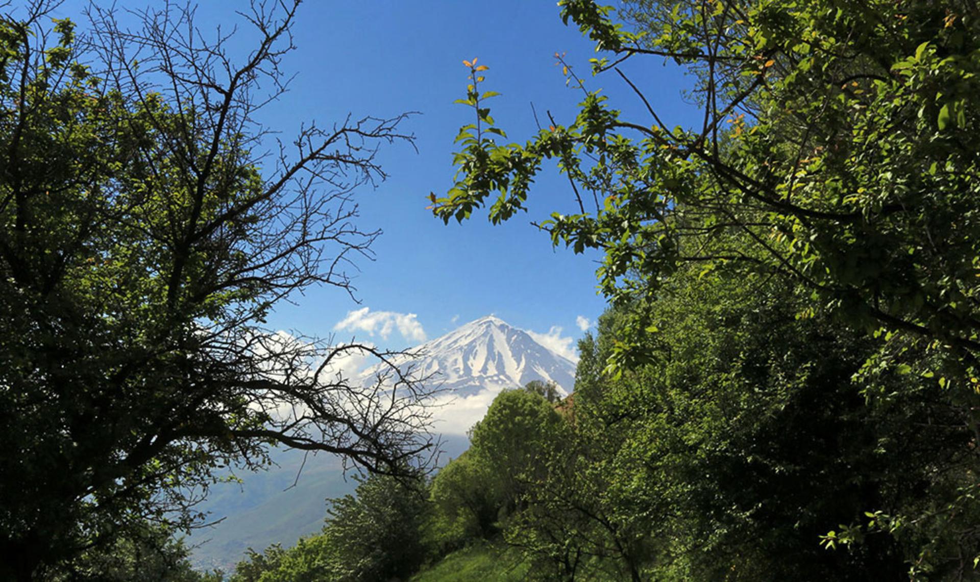 درختان دشت آزو