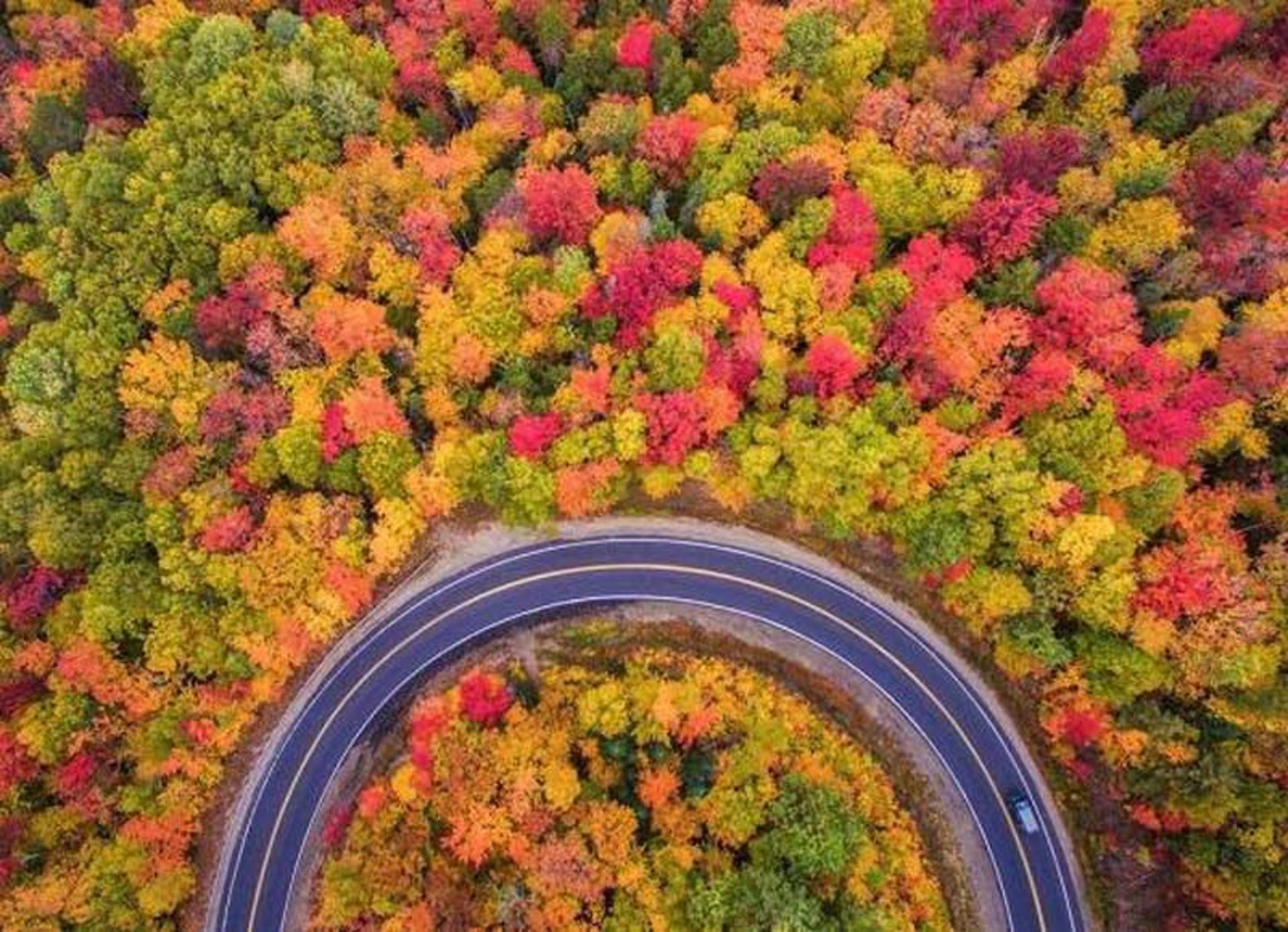 نمایی از پوشش گیاهی گردنه حیران در پاییز
