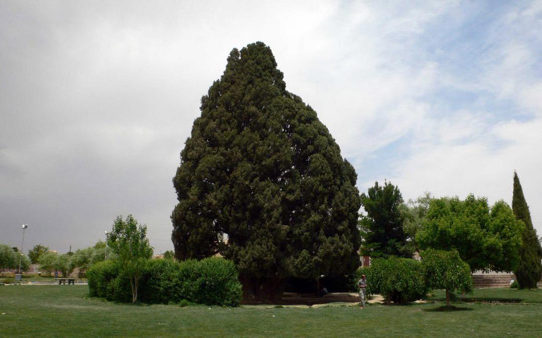 سرو چند هزار ساله ابرکوه از نمای دور