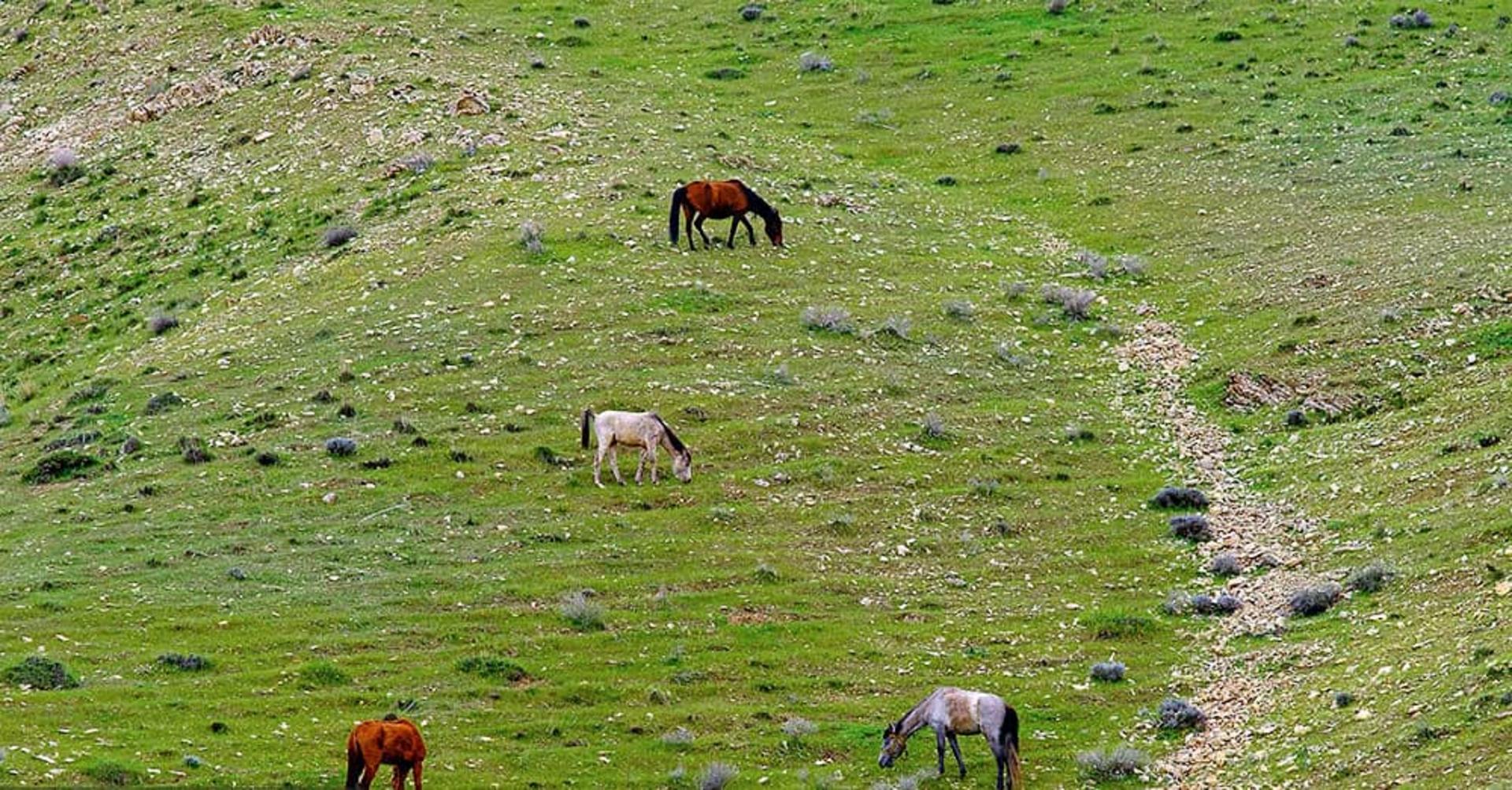 دشت روستای کندر