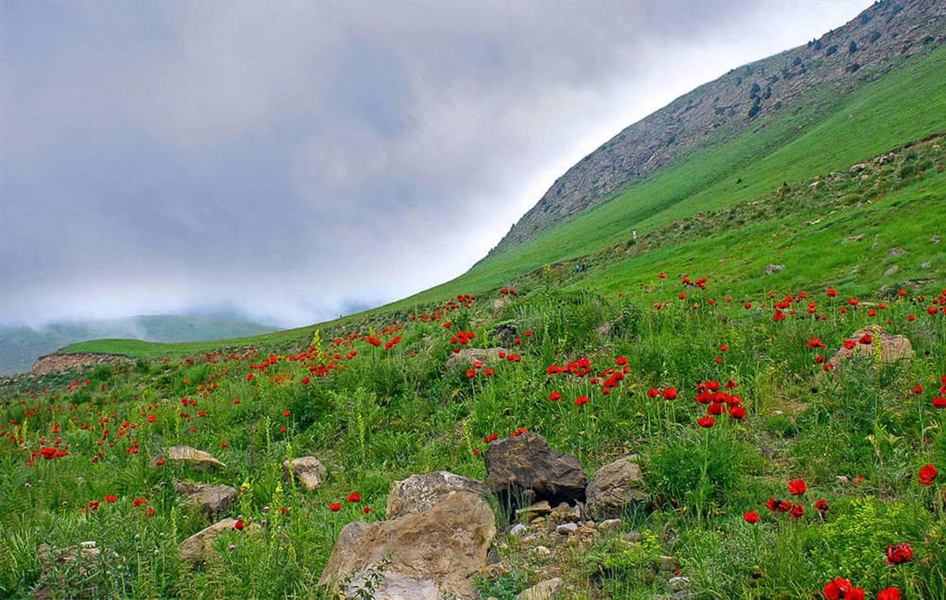شقایق‌های وحشی دشت لار